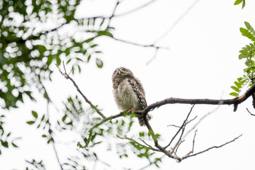 Spotted owl
