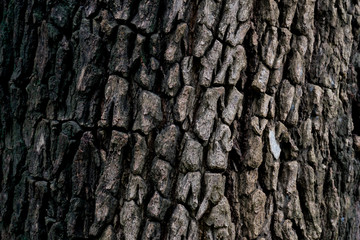 tree texture