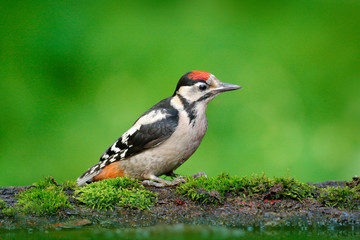 Great Spotted Woodpecker, detail close-up portrait of bird head with red cap, black and white animal in the forest habitat, clear green background, reflection in the water, France. Wildlife Europe.