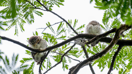 Spotted owl