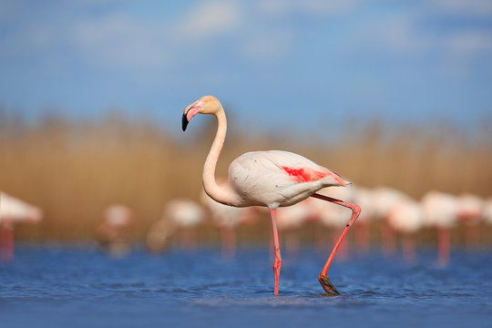 Fototapeta Beautiful water bird. Pink big bird Greater Flamingo, Phoenicopterus ruber, in the water, Camargue, France. Flamingo walk in water. Wildlife animal scene from nature. Flamingo in nature habitat.