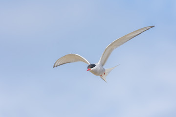 Arctic tern on a beach in the Western fjords, Iceland