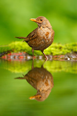 Songbird mirror water reflection. Grey brown song thrush Turdus philomelos, sitting in the water, nice lichen tree branch, bird in the nature habitat, spring - nesting time, Germany