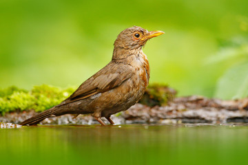 Bird in water. Grey brown song thrush Turdus philomelos, sitting in the water, nice lichen tree branch, bird in the nature habitat, spring - nesting time, Germany