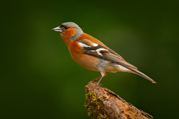Chaffinch, Fringilla coelebs, orange songbird sitting on the nice green lichen tree branch with, little bird in nature forest habitat, clear green background, Germany. Wildlife scene from nature.