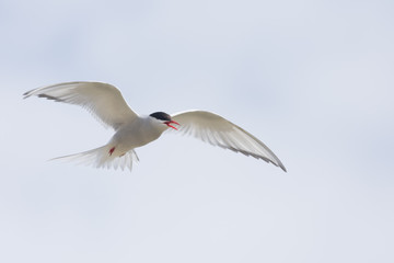 Arctic tern on a beach in the Western fjords, Iceland