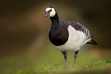 Barnacle Goose,  Branta leucopsis, France. Bird in the grass. Wildlife scene from nature. Bird feeding grass. Black and white bird, wildlife Europe.