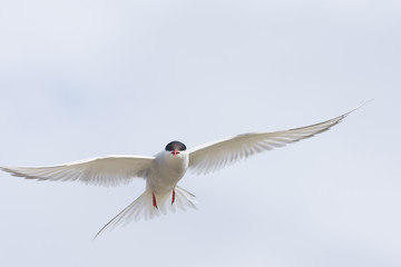 Arctic tern on a beach in the Western fjords, Iceland