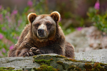 Danger animal in the nature habitat, Russia. Wildlife scene from nature. Bear with open muzzle, tongue and tooth. Portrait of brown bear, sitting on the grey stone, pink flowers at the background.