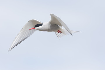 Arctic tern on a beach in the Western fjords, Iceland