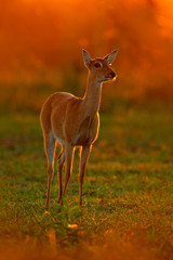 Wildlife scene from nature. Deer, nature habitat. Wildlife Brazil. Sunset in forest. Evening back-light deer. Pampas Deer, Ozotoceros bezoarticus, sitting in the green grass, Pantanal, Brazil.