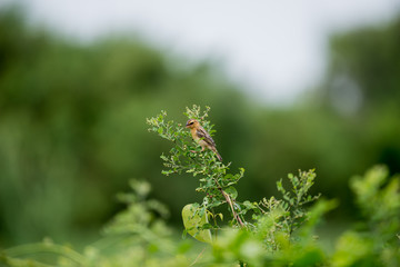 Baya weaver