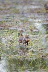 Lesser Whistling Duck