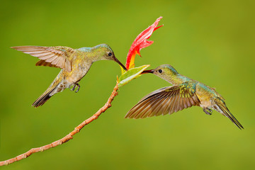 Two hummingbird bird with pink flower. hummingbirds flying next to beautiful red bloom flower, Costa Rica. Action wildlife scene from nature. Bird flying. Animal love. © ondrejprosicky