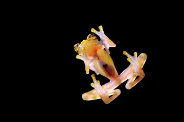 Papier Peint photo autocollant Grenouille Glass frog with transparent skin, visible organs, heartbeat. Raticulated Glass Frog, Hyalinobatrachium valerioi, green tropic forest, Costa Rica- Wildlife scene, nature. Small glass-frog, night jungle
