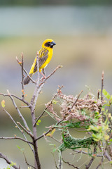 Asian Golden Weaver