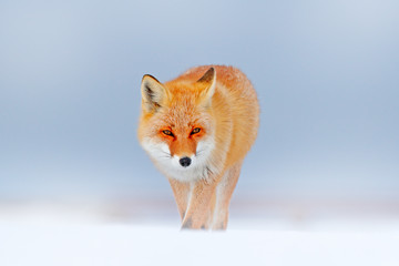 Red fox in white snow. Cold winter with orange fur fox. Hunting animal in the snowy meadow, Japan. Beautiful orange coat animal nature. Wildlife Europe. Detail close-up portrait of nice fox.