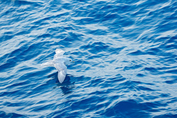 Naklejka premium Bird with blue ocean. Northern Fulmar, Fulmarus glacialis, white bird, blue water, dark blue ice in the background, animal flight Arctic nature habitat, Svalbard, Norway. Bird in cold nature. Flying.