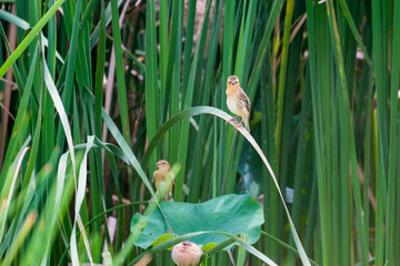 Baya weaver