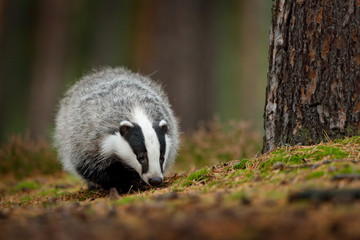 Badger in forest, animal nature habitat, Germany, Europe. Wildlife scene. Wild Badger, Meles meles,...
