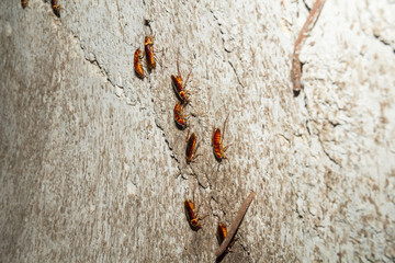 Cockroaches may foulest