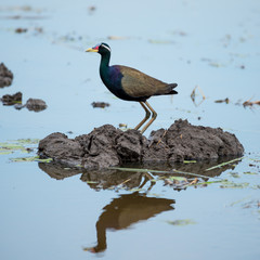 Bronze winged Jacana are found in south and east Asia within the tropical zone
