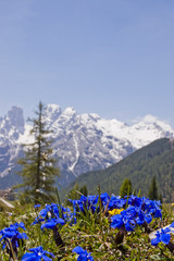 Frühlingsenzian in den Dolomiten