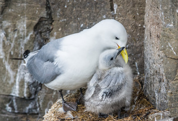 Kittiwake mother and chick, Latrabjarg cliffs, Iceland