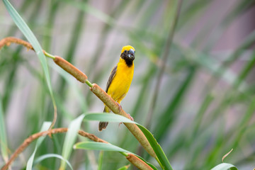 Asian Golden Weaver