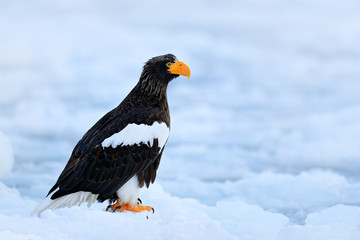 Steller's sea eagle, Haliaeetus pelagicus, bird with catch fish, with white snow, Sakhalin, Russia. Eagle on ice. Winter Japan with snow.  Wildlife action behaviour scene from nature. Wildlife Asia.