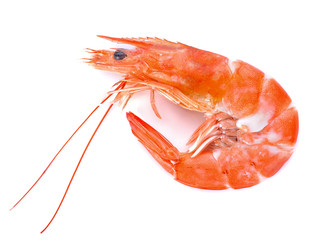 shrimps isolated on a white background