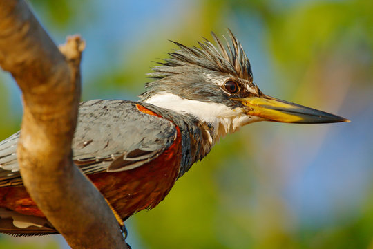 Ringed Kingfisher, Megaceryle torquata, blue and orange bird sitting on the tree branch, bird in the nature habitat, Baranco Alto, Pantanal, Brazil. Wildlife Brazil, river bird.