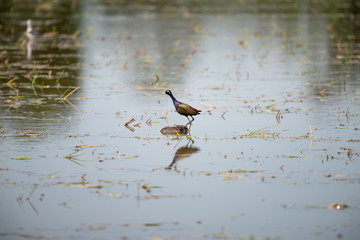 Bronze winged Jacana are found in south and east Asia within the tropical zone