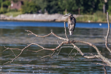 Great Blue Heron 