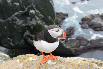 Puffins on the Latrabjarg cliffs, Western Fjords, Iceland