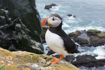 Puffins on the Latrabjarg cliffs, Western Fjords, Iceland