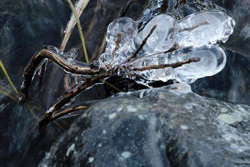 Frozen plants at the river in Southern finland.
