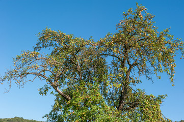 Apfelbaum