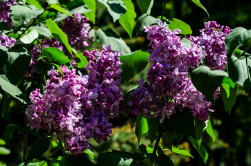 Lilac flowers on spring