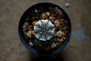 astrophytum asterias cactus