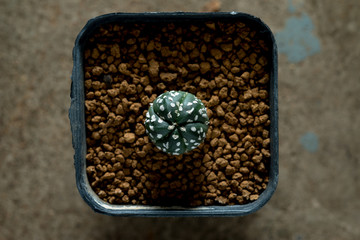 astrophytum asterias cactus