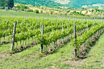 Fototapeta na wymiar Tuscan vineyard with hills in the background