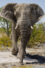 Fototapeta premium Afrikanischer Elefant am Wasserloch