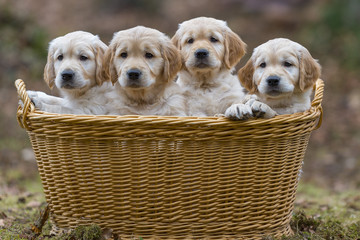Four Golden Retriever puppies in a basket, outdoors in nature