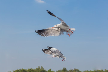 Slender-billed Gull flying