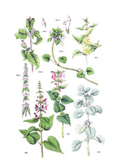 Illustration of the plant. 