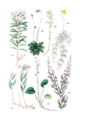 Illustration of the plant. 