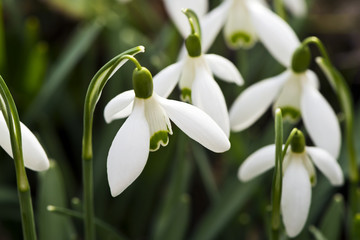 Fototapeta premium Snowdrop flower