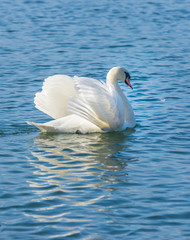 Swan, upper Zurich Lake (Obersee), Switzerland