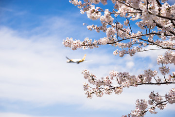 桜と飛行機